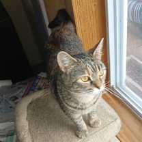 Thumbnail photo of Dorothy (Golden Girls) #3