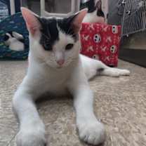 Thumbnail photo of Keanu #2