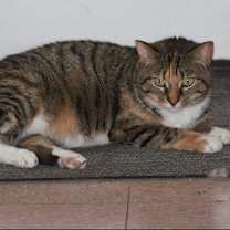 Thumbnail photo of Zena #2