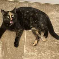 Thumbnail photo of BANSHEE #3