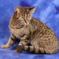 Thumbnail photo of Pixie #1