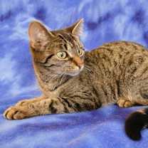 Thumbnail photo of Pixie #2