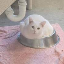 Thumbnail photo of Casper #2