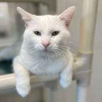 Thumbnail photo of Casper #4