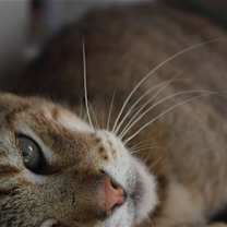 Thumbnail photo of Golden Boy (Luka) #4