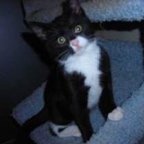 Thumbnail photo of Bee-Bop #2