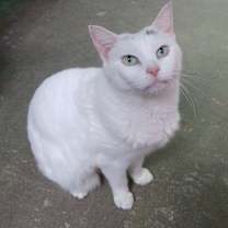 Thumbnail photo of Isis #1
