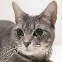 Thumbnail photo of Tellie #2