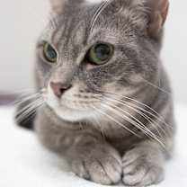 Thumbnail photo of Tellie #3