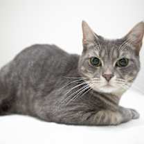 Thumbnail photo of Tellie #4