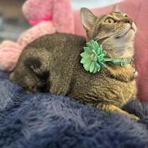 Thumbnail photo of Bess #4