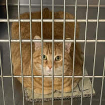 Thumbnail photo of DORIS #3