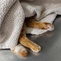 Thumbnail photo of DORIS #4