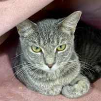 Thumbnail photo of TIGERBELL #1