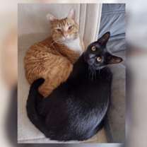 Thumbnail photo of Magic #2