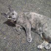 Thumbnail photo of AshFur #2