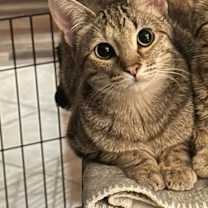 Thumbnail photo of Aloy #1