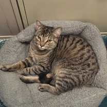 Thumbnail photo of Spice #4