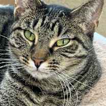 Thumbnail photo of Carmen #4