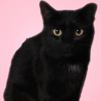 Thumbnail photo of Shadow #1