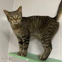 Thumbnail photo of Goose Berry #1