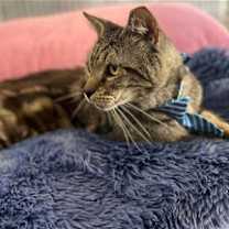 Thumbnail photo of VICTOR #2