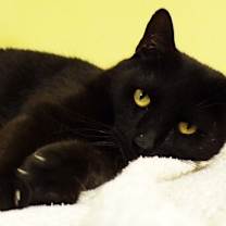 Thumbnail photo of Enok / Panther #1