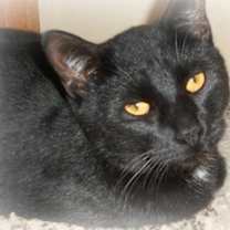 Thumbnail photo of Enok / Panther #2