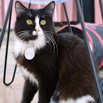 Thumbnail photo of Coco #1