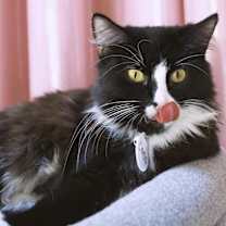 Thumbnail photo of Coco #2
