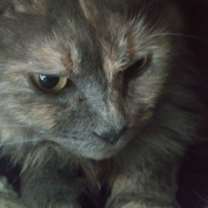 Thumbnail photo of Miranda #1