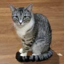 Thumbnail photo of SANJI #2