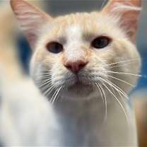 Thumbnail photo of Coconut #1