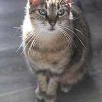 Thumbnail photo of Bogey #1