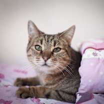 Thumbnail photo of Bogey #2
