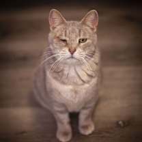 Thumbnail photo of Kassidy #2