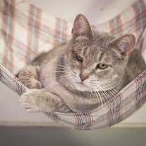 Thumbnail photo of Kassidy #4