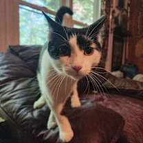 Thumbnail photo of Rasputin #4