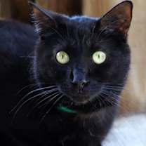 Thumbnail photo of Simba #2