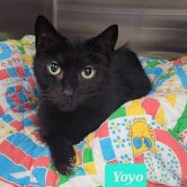 Thumbnail photo of Yoyo-Sponsored #1