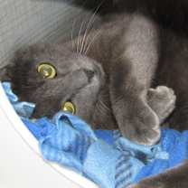Thumbnail photo of Dre #2