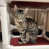 Thumbnail photo of Bambi #3