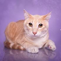 Thumbnail photo of LEO #3