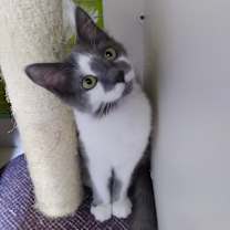 Thumbnail photo of Petunia #3