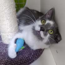 Thumbnail photo of Petunia #1