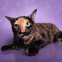 Thumbnail photo of BEBE #1