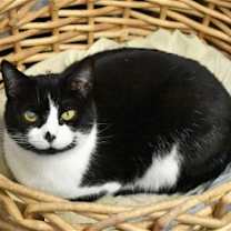 Thumbnail photo of Smudgie #1