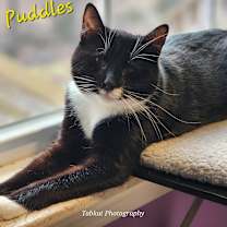 Thumbnail photo of Puddles #1