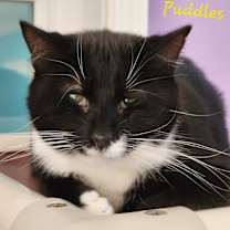 Thumbnail photo of Puddles #2