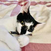 Thumbnail photo of Almond #1
